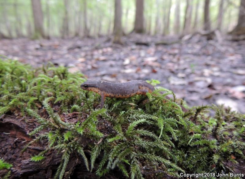 Central Newt (Notophthalmus viridescens louisianensis)