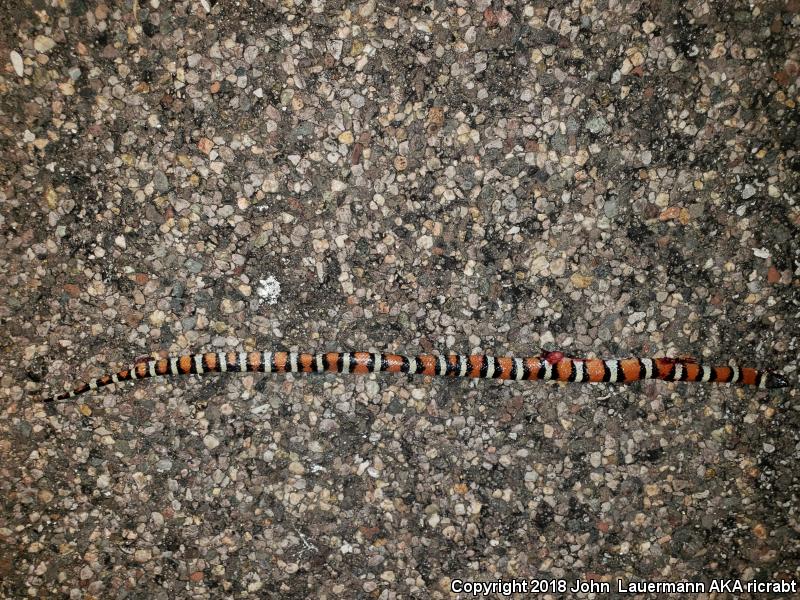 New Mexico Milksnake (Lampropeltis triangulum celaenops)