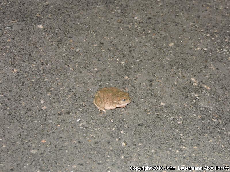 Mexican Spadefoot (Spea multiplicata)