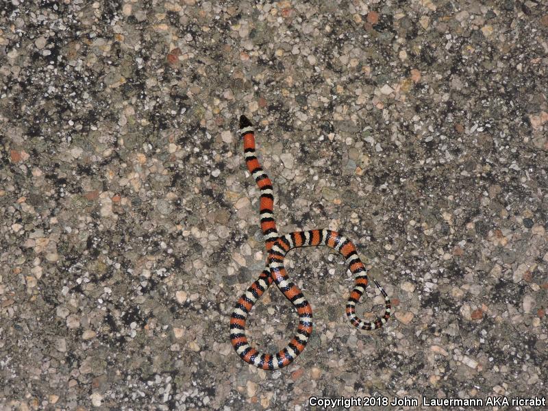 New Mexico Milksnake (Lampropeltis triangulum celaenops)