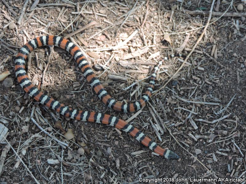 New Mexico Milksnake (Lampropeltis triangulum celaenops)