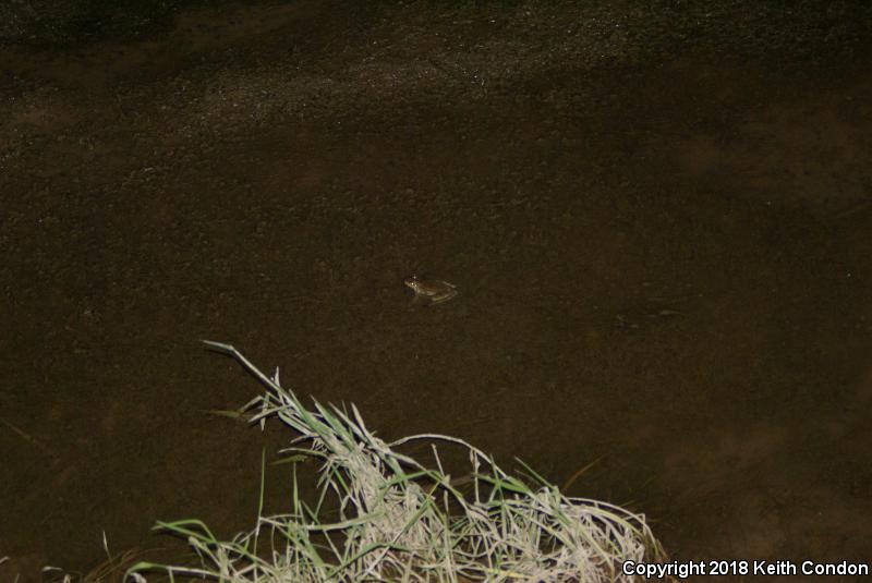 Rio Grande Leopard Frog (Lithobates berlandieri)