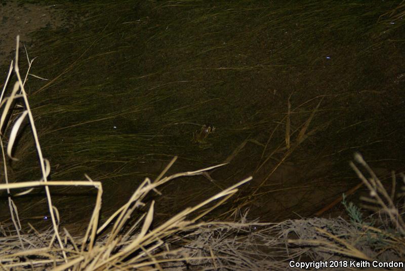 Rio Grande Leopard Frog (Lithobates berlandieri)