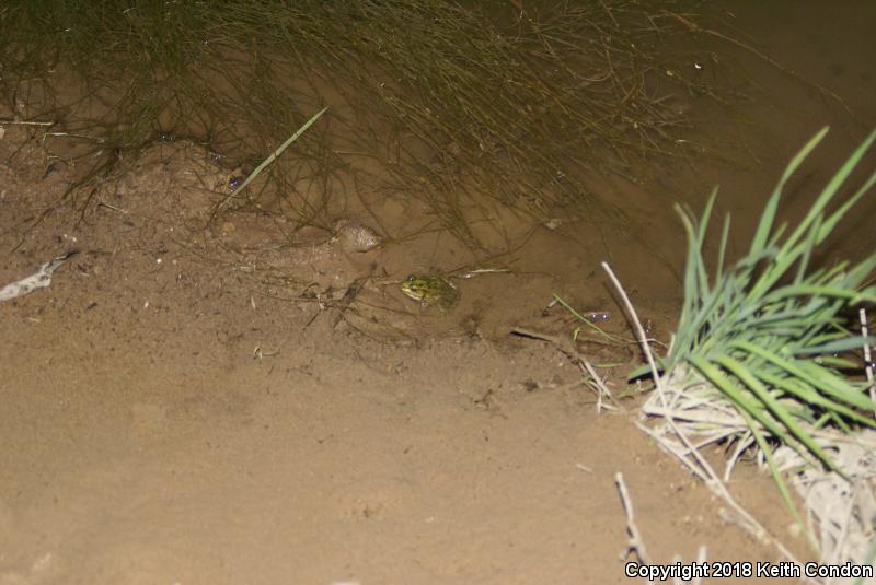 Rio Grande Leopard Frog (Lithobates berlandieri)