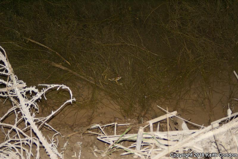 Rio Grande Leopard Frog (Lithobates berlandieri)