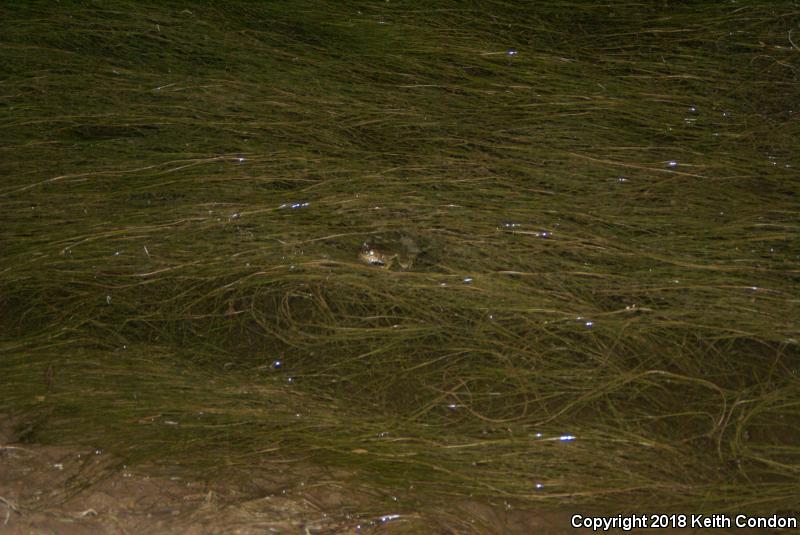 Rio Grande Leopard Frog (Lithobates berlandieri)