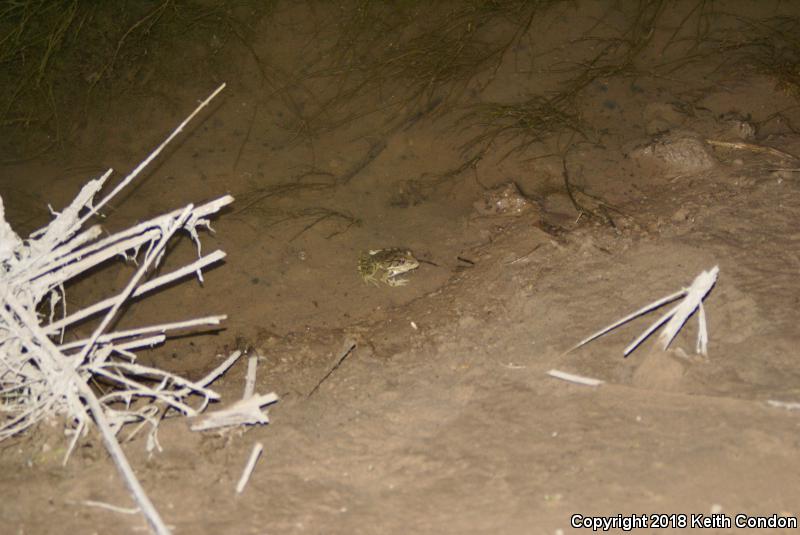 Rio Grande Leopard Frog (Lithobates berlandieri)