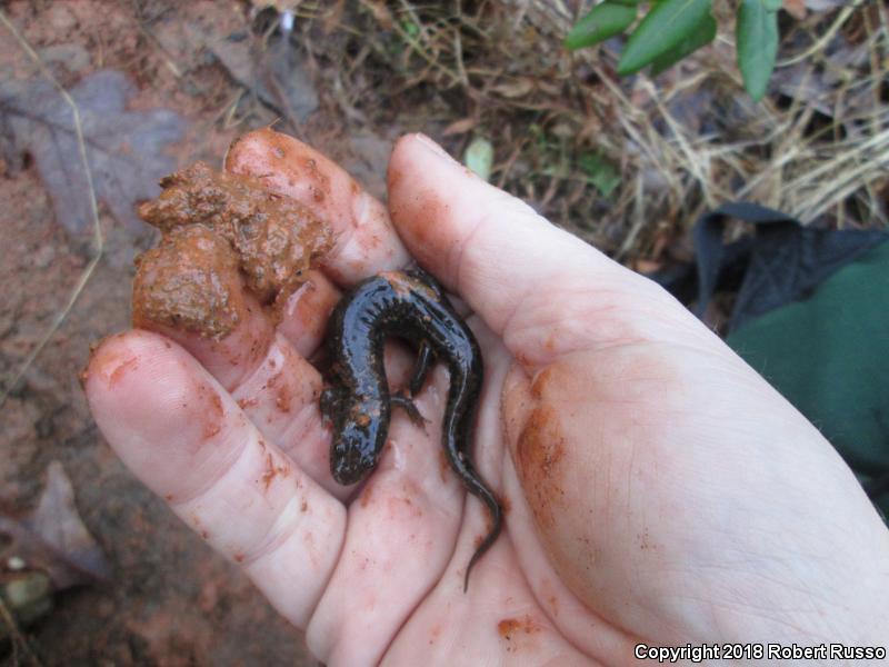 Blue Ridge Dusky Salamander (Desmognathus orestes)