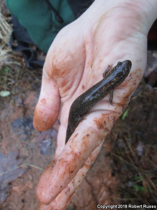 Blue Ridge Dusky Salamander (Desmognathus orestes)