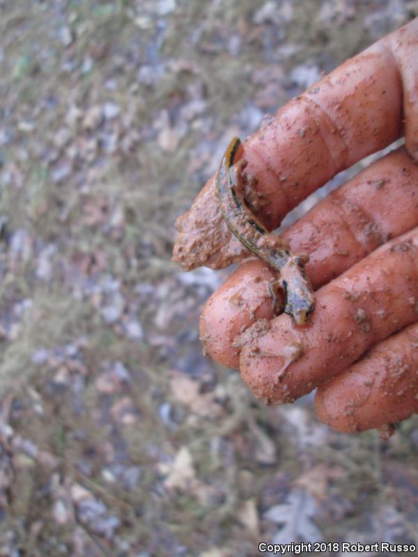 Southern Two-lined Salamander (Eurycea cirrigera)