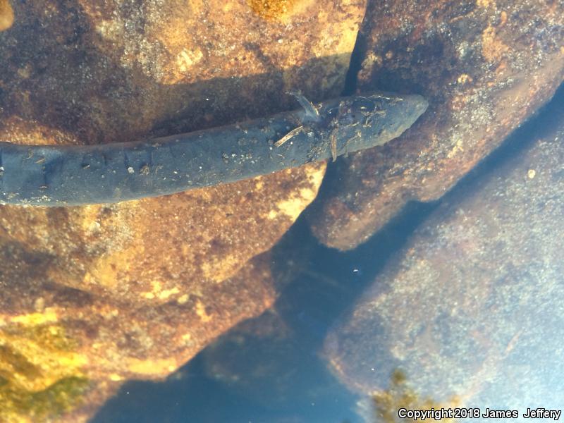 Eastern Lesser Siren (Siren intermedia intermedia)