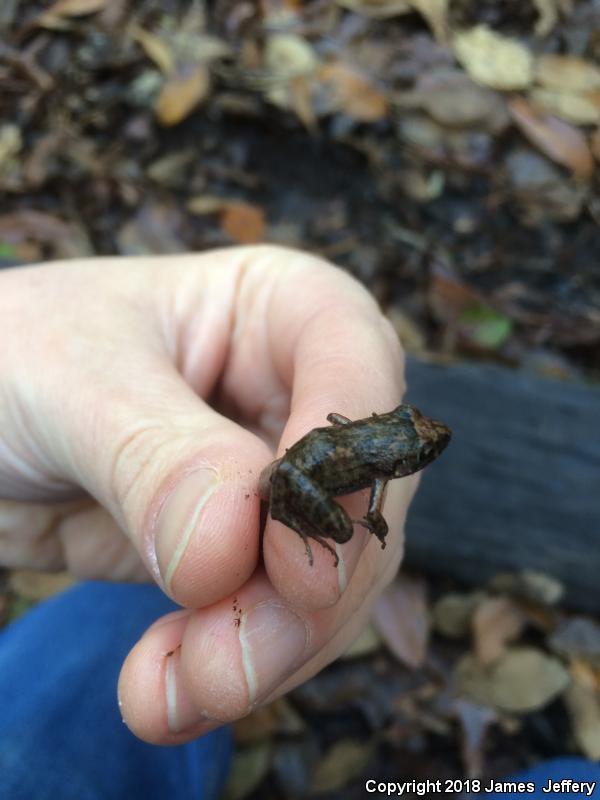 Greenhouse Frog (Eleutherodactylus planirostris)