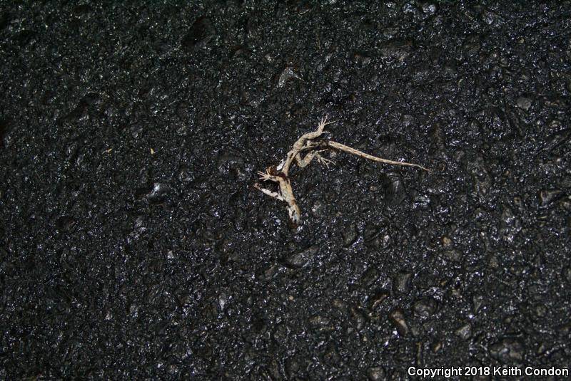 Nevada Side-blotched Lizard (Uta stansburiana nevadensis)