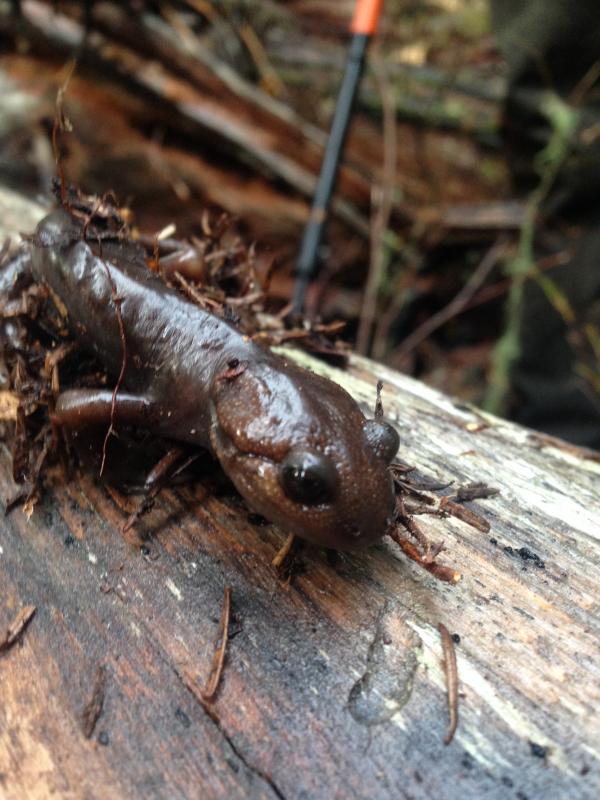 Northwestern Salamander (Ambystoma gracile)