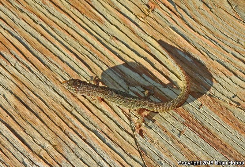 Desert Night Lizard (Xantusia vigilis vigilis)