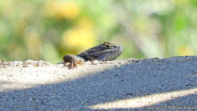 Clark's Spiny Lizard (Sceloporus clarkii)