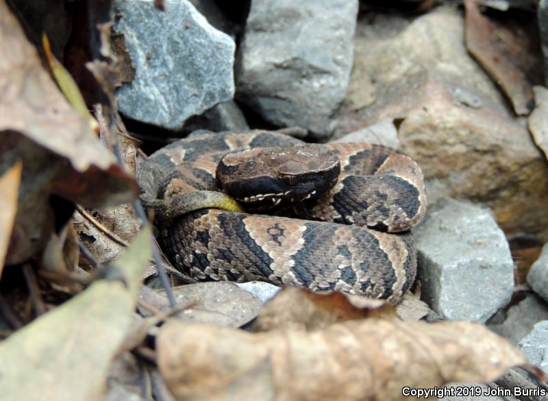 Western Cottonmouth (Agkistrodon piscivorus leucostoma)