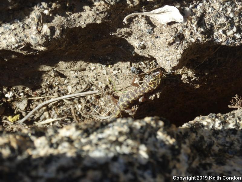 Granite Night Lizard (Xantusia henshawi)