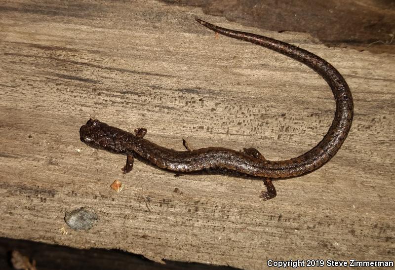 Santa Lucia Mountains Slender Salamander (Batrachoseps luciae)