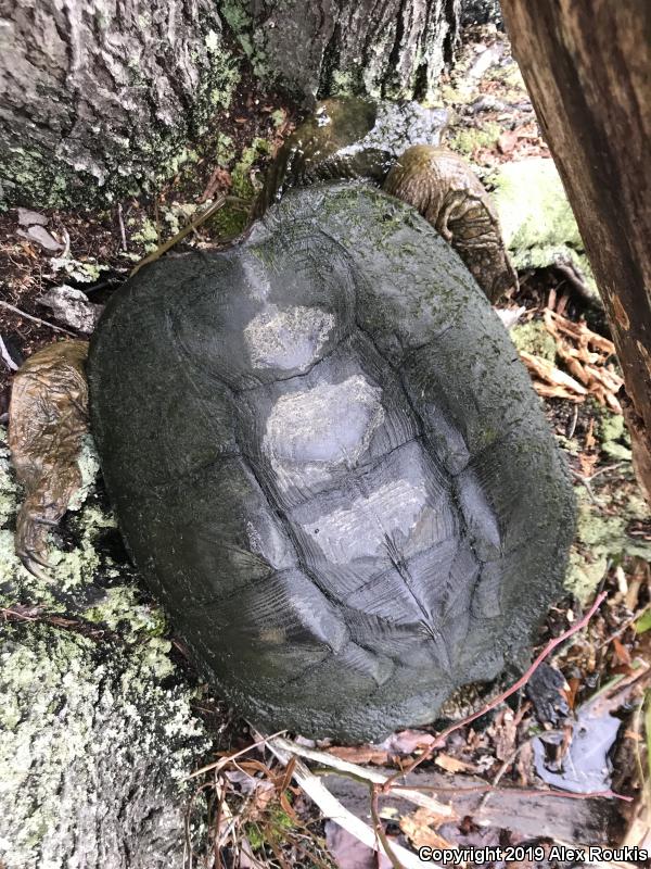 Eastern Snapping Turtle (Chelydra serpentina serpentina)