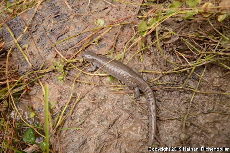 Streamside Salamander (Ambystoma barbouri)