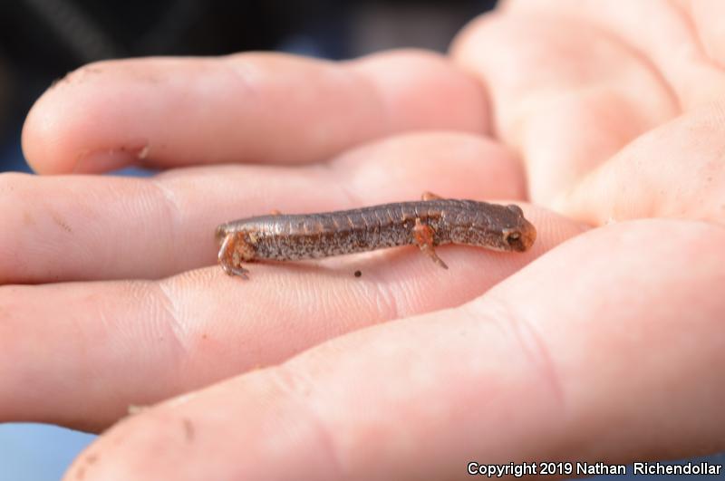 Four-toed Salamander (Hemidactylium scutatum)