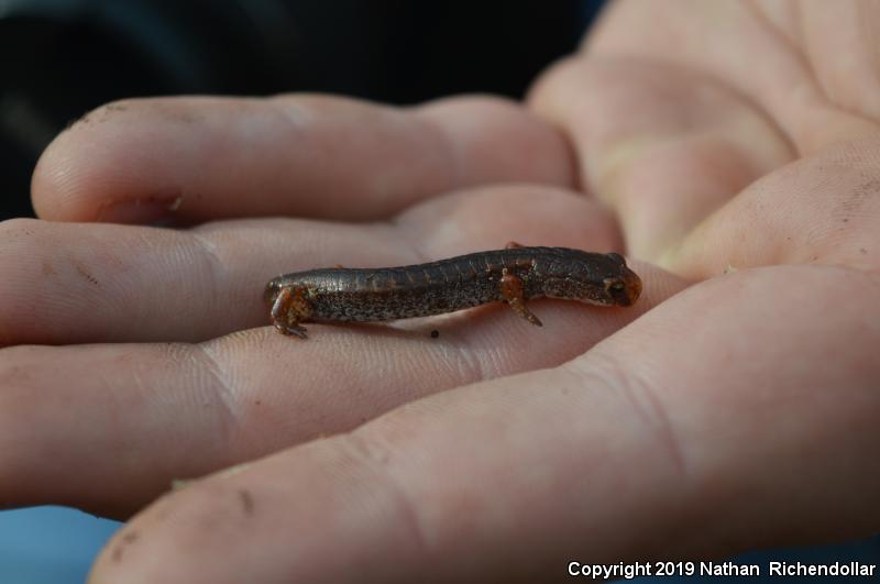 Four-toed Salamander (Hemidactylium scutatum)