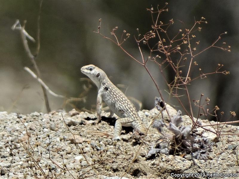 Northern Desert Iguana (Dipsosaurus dorsalis dorsalis)