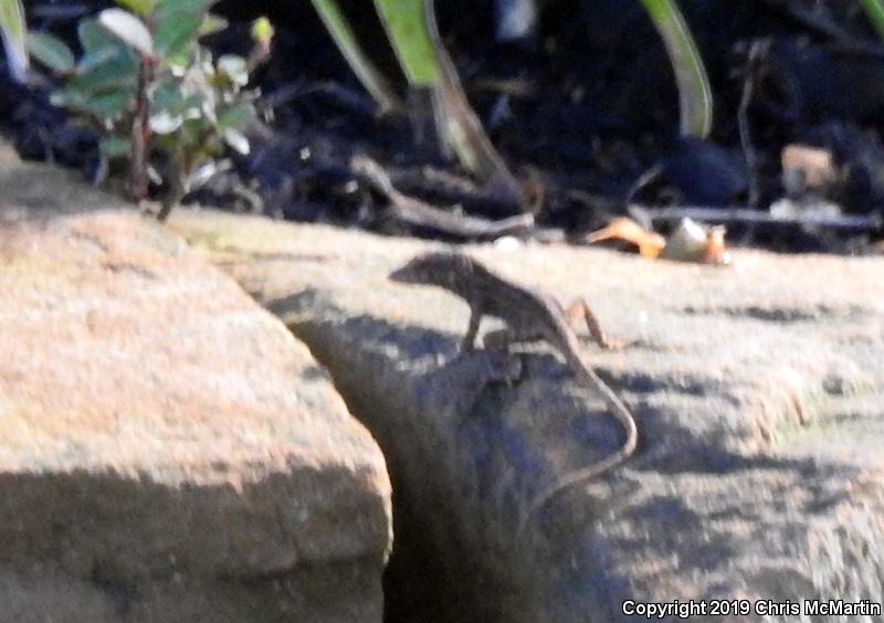 Cuban Brown Anole (Anolis sagrei sagrei)