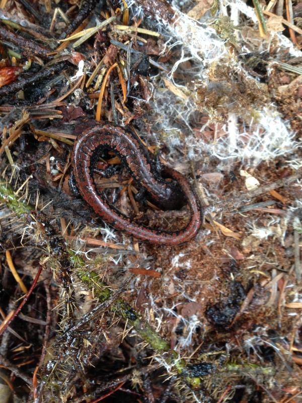 Oregon Slender Salamander (Batrachoseps wrightorum)