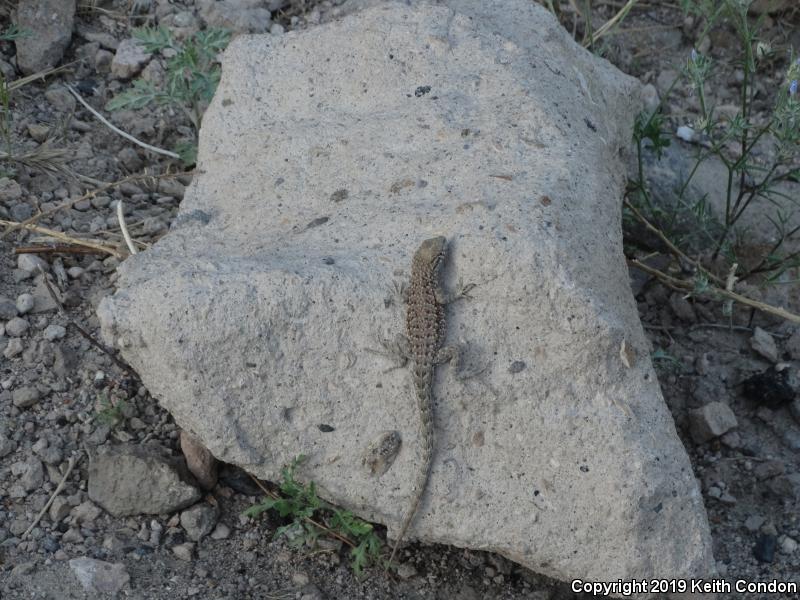 Nevada Side-blotched Lizard (Uta stansburiana nevadensis)