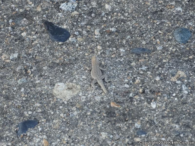 Nevada Side-blotched Lizard (Uta stansburiana nevadensis)