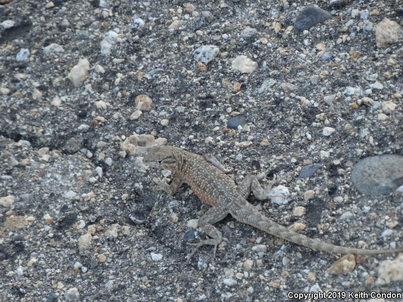 Nevada Side-blotched Lizard (Uta stansburiana nevadensis)