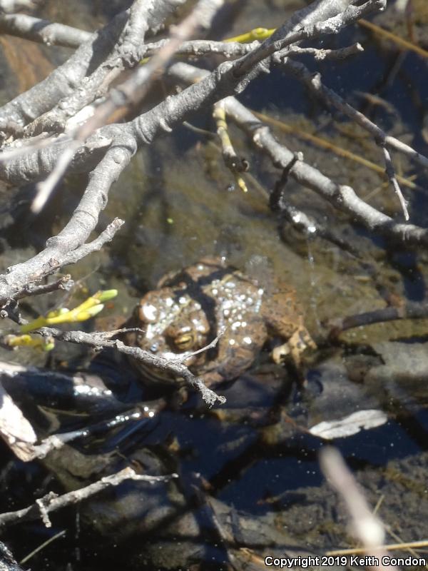 Yosemite Toad (Anaxyrus canorus)