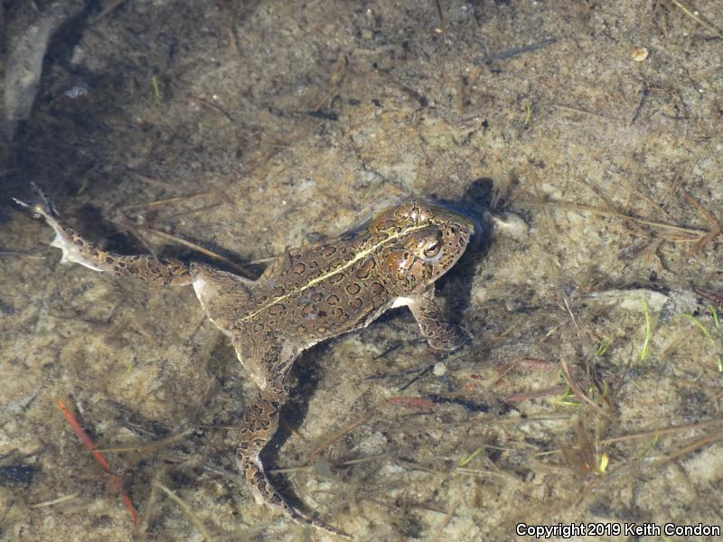 Yosemite Toad (Anaxyrus canorus)