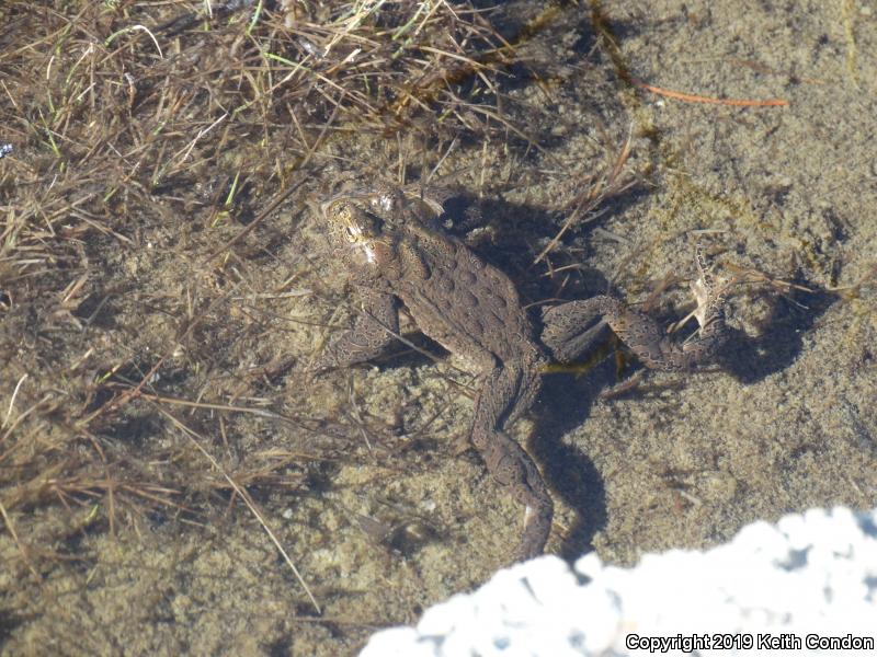 Yosemite Toad (Anaxyrus canorus)