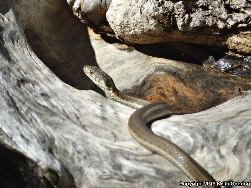 Sierra Gartersnake (Thamnophis couchii)