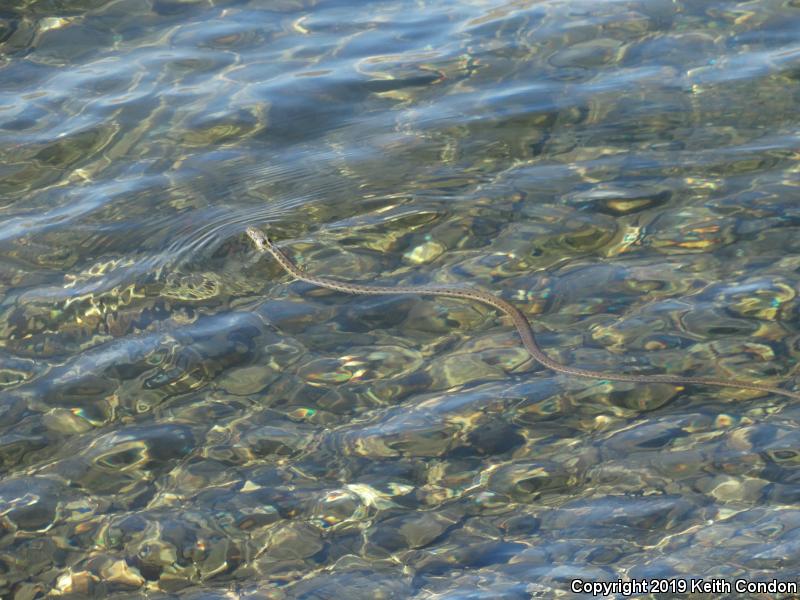 Sierra Gartersnake (Thamnophis couchii)