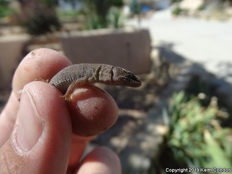 Desert Night Lizard (Xantusia vigilis vigilis)