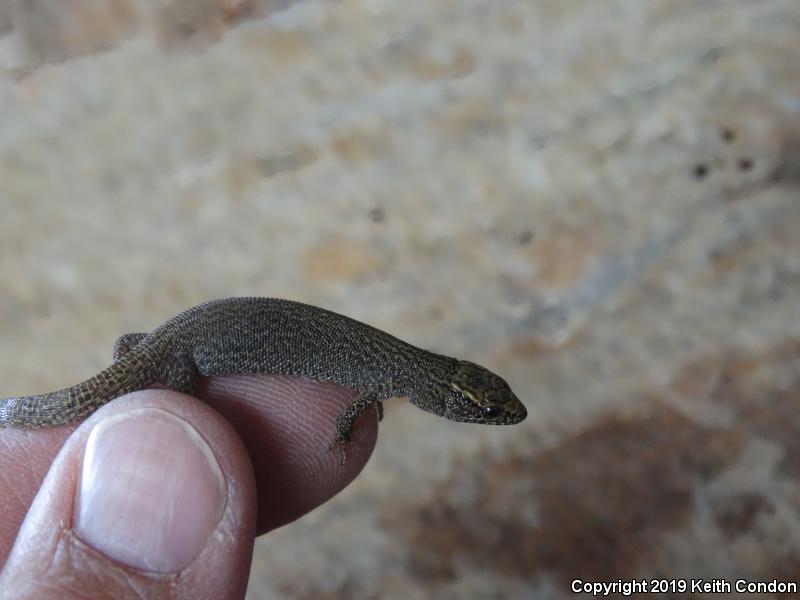 Desert Night Lizard (Xantusia vigilis vigilis)