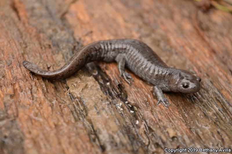 Streamside Salamander (Ambystoma barbouri)