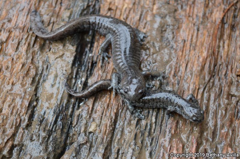 Streamside Salamander (Ambystoma barbouri)