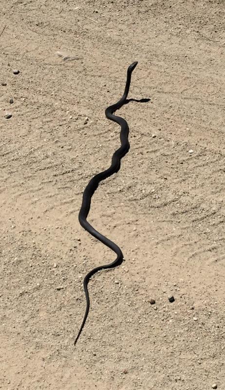 Baja California Coachwhip (Coluber fuliginosus)