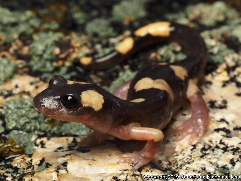 Yellow-blotched Ensatina (Ensatina eschscholtzii croceater)