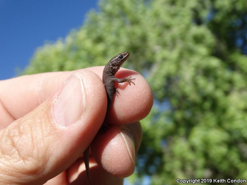 Desert Night Lizard (Xantusia vigilis vigilis)