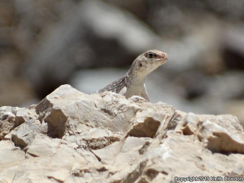 Northern Desert Iguana (Dipsosaurus dorsalis dorsalis)