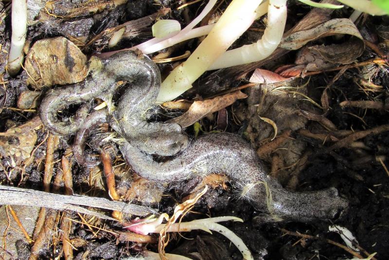 Inyo Mountains Salamander (Batrachoseps campi)