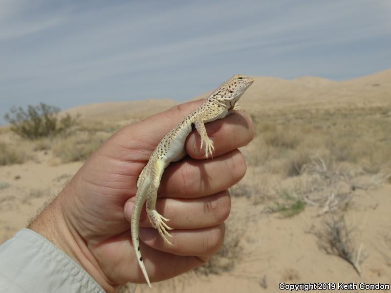 Mojave Fringe-toed Lizard (Uma scoparia)