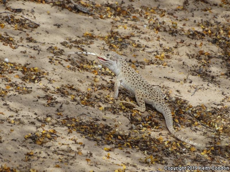 Mojave Fringe-toed Lizard (Uma scoparia)