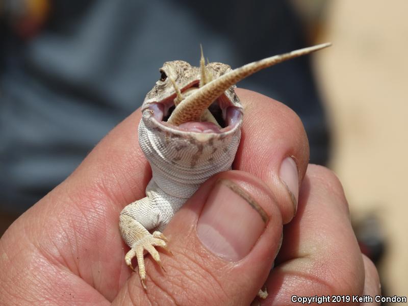 Mojave Fringe-toed Lizard (Uma scoparia)